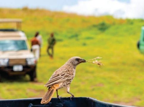 Affordable Kenya Tour Packages for Indian Families