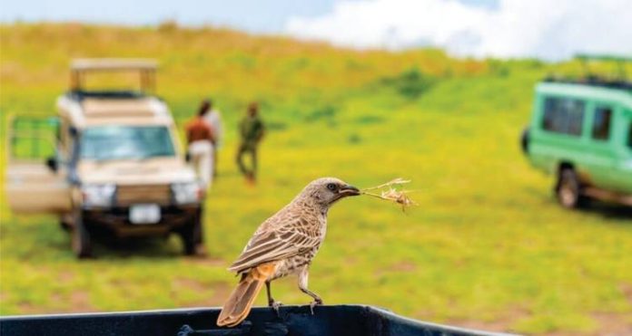 Affordable Kenya Tour Packages for Indian Families Affordable Kenya Tour Packages for Indian Families