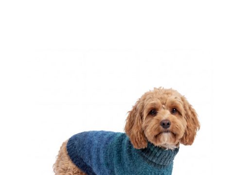 Dog jumpers