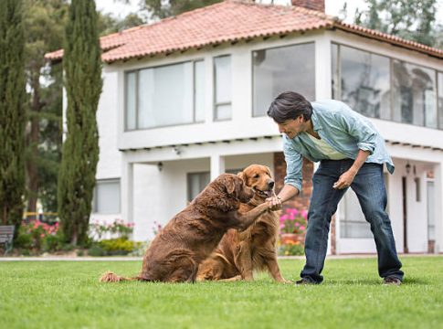 dog trainers