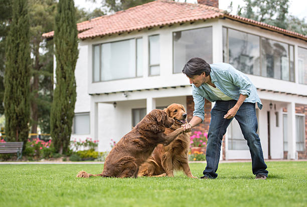dog trainers dog trainers